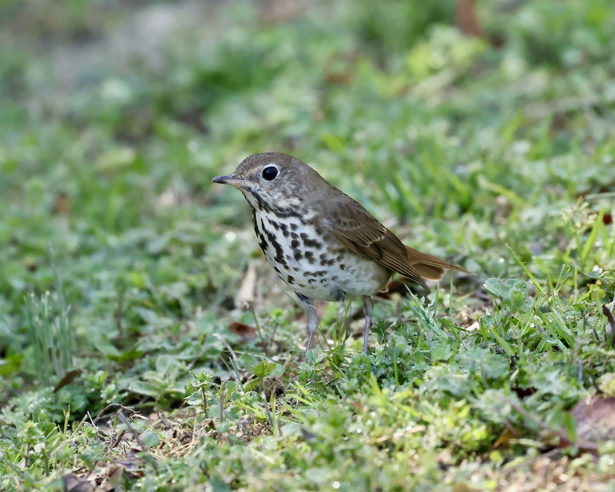 Hermit Thrush - ML616037802