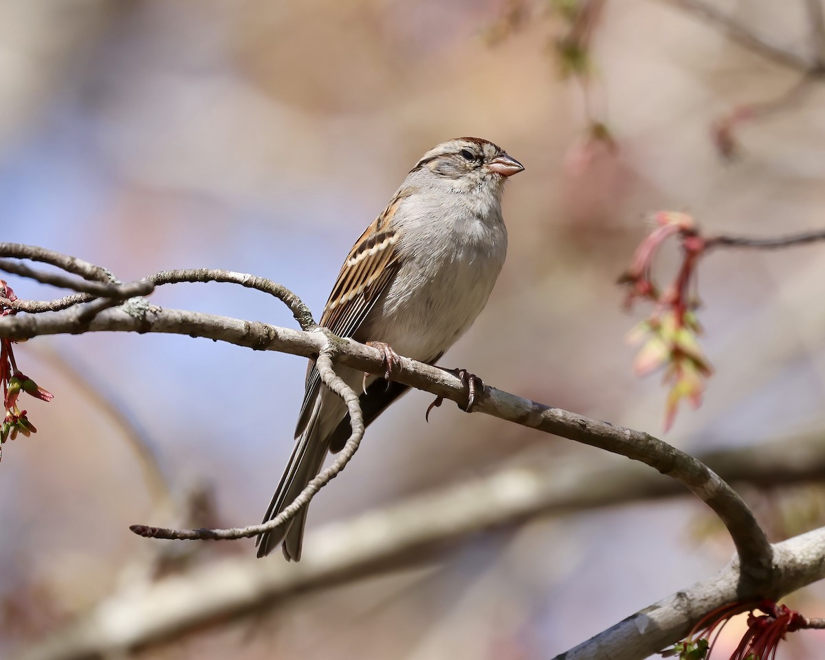 Chipping Sparrow - ML616037808