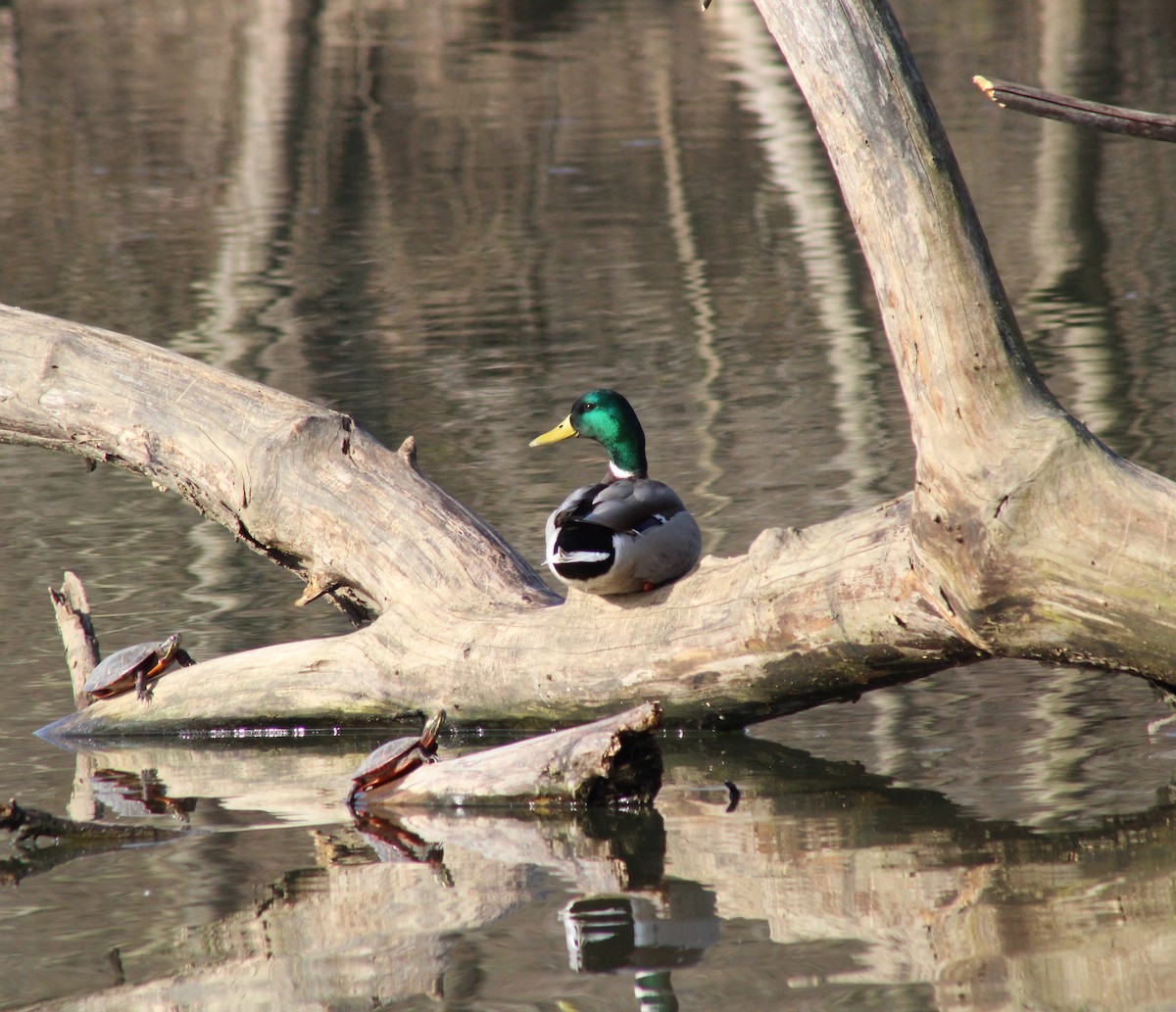 Mallard - ML616037863