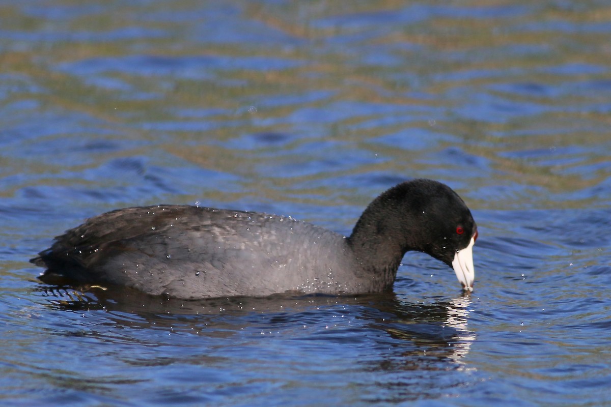 American Coot - ML616037876