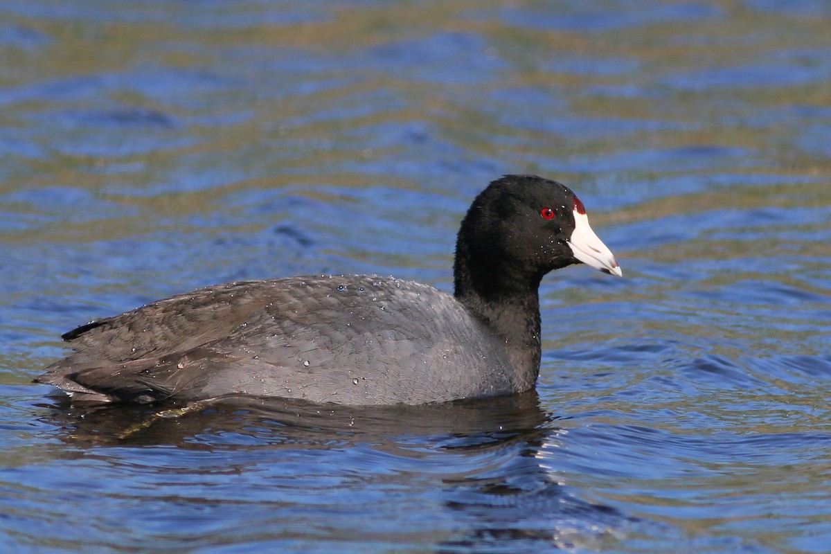 American Coot - ML616037877