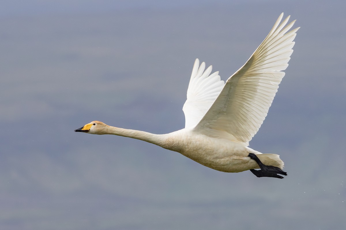 Whooper Swan - ML616037881