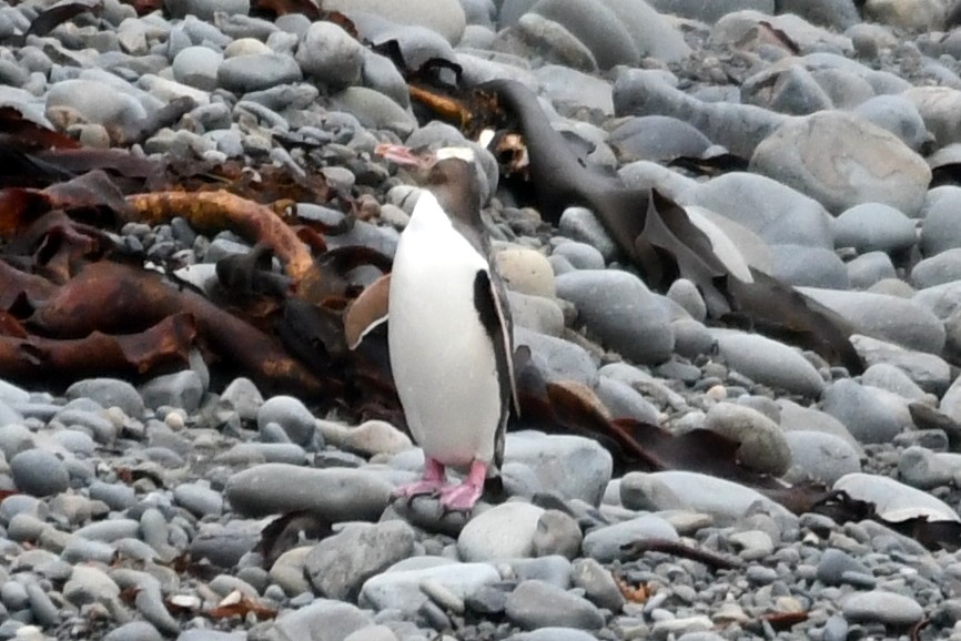 Yellow-eyed Penguin - ML616037909