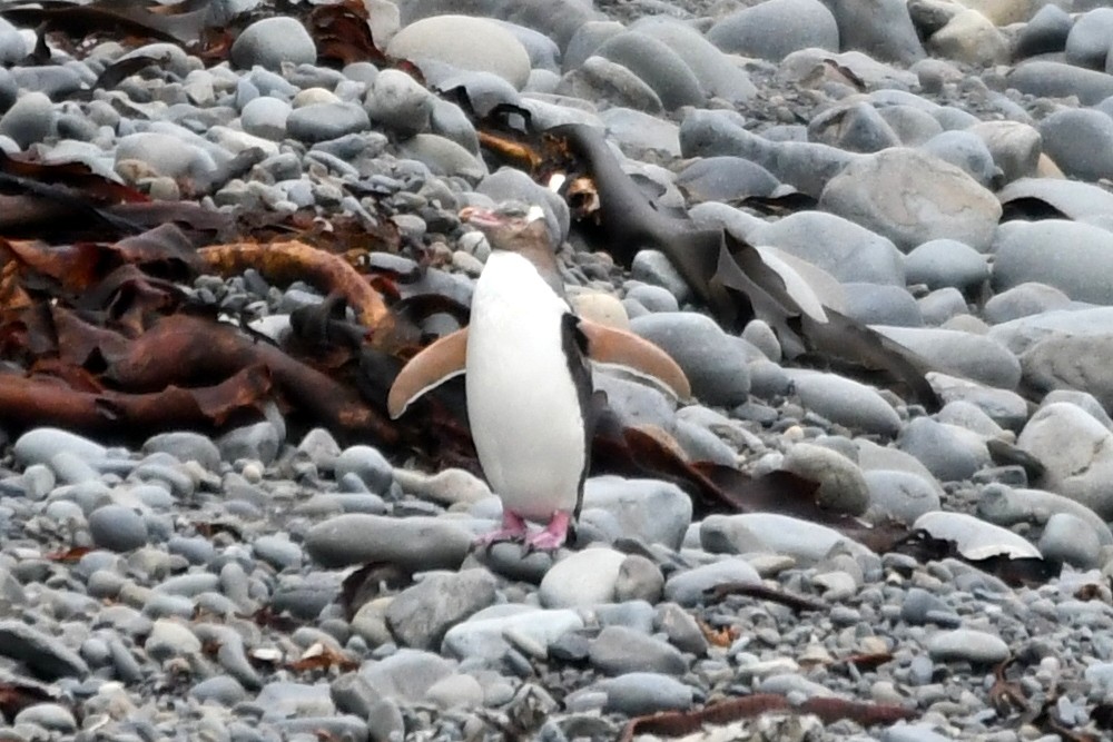 Yellow-eyed Penguin - ML616037910