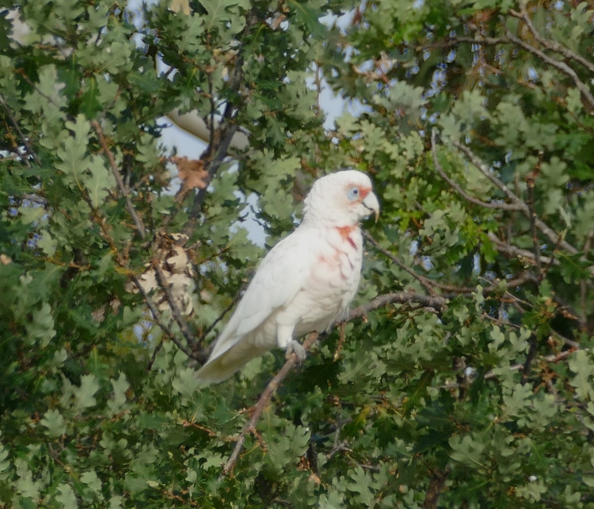 Long-billed Corella - ML616037944