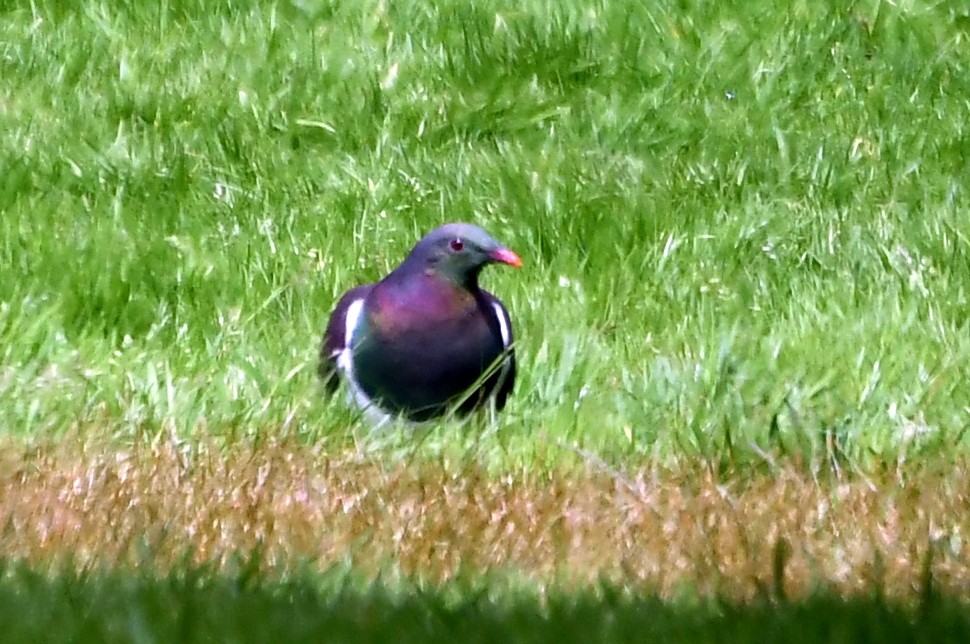 New Zealand Pigeon - ML616037950