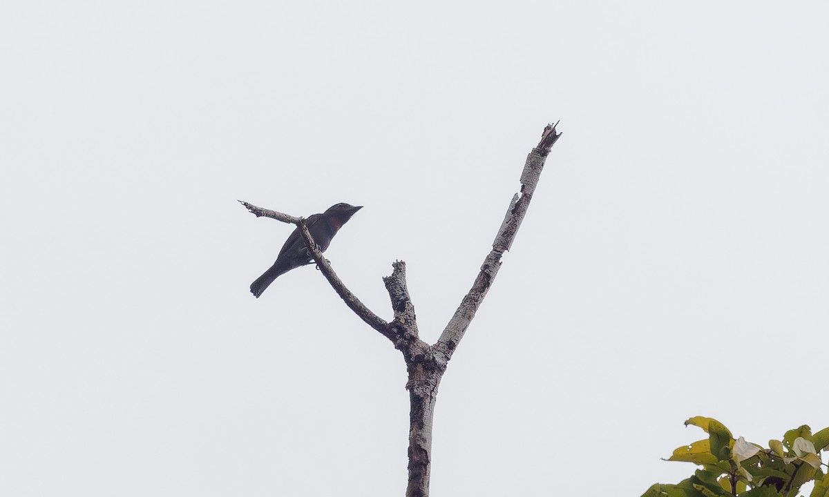 Pink-throated Becard - Steve Kelling