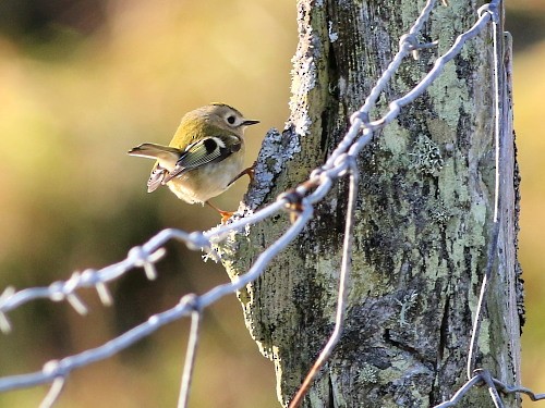 Goldcrest (European) - ML616037991