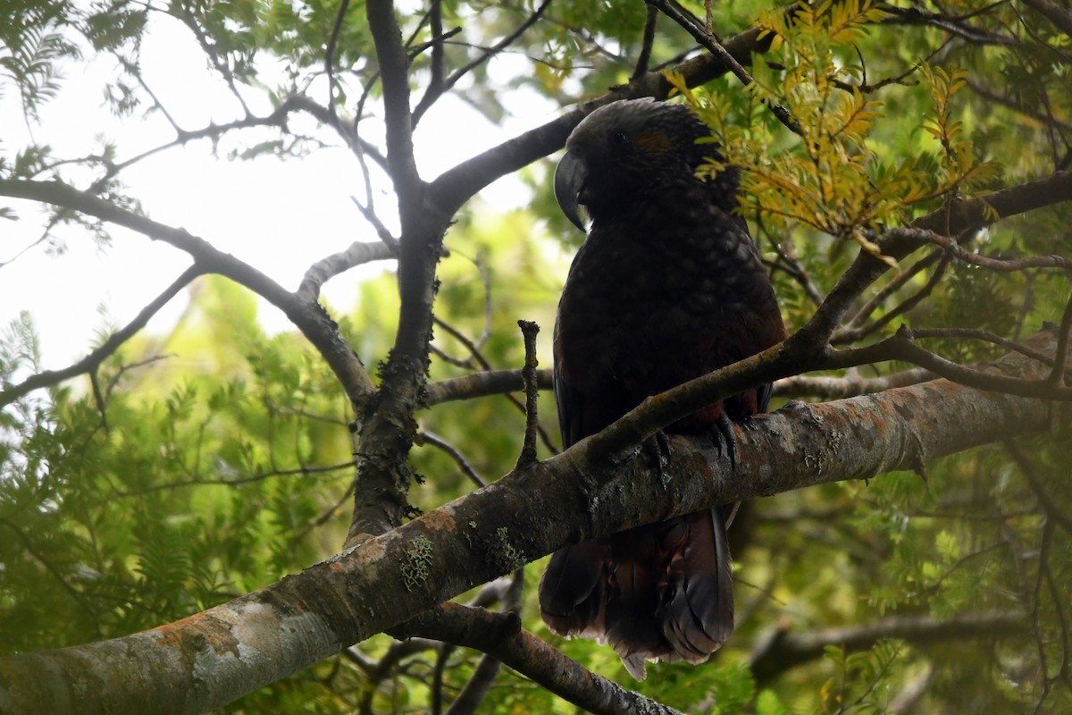 New Zealand Kaka - ML616037994