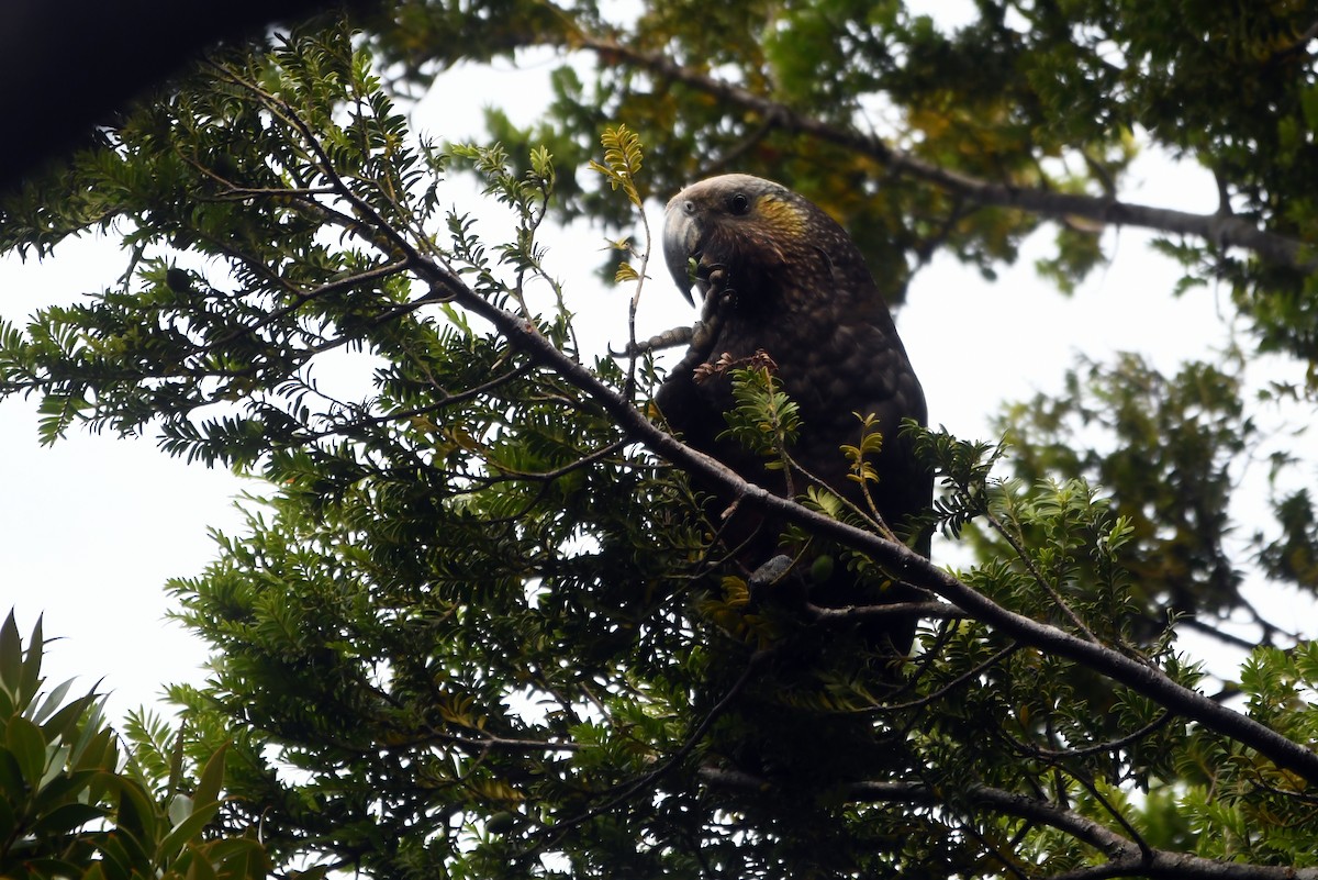 New Zealand Kaka - ML616037995