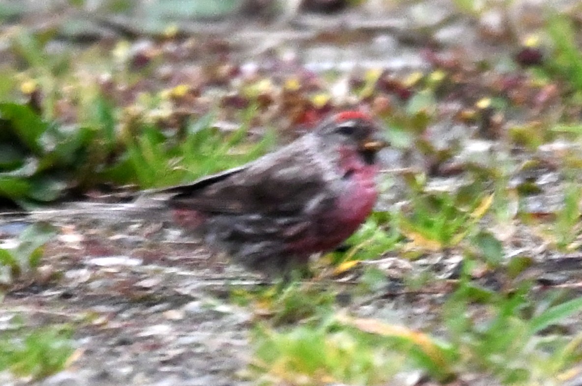 Lesser Redpoll - ML616038063