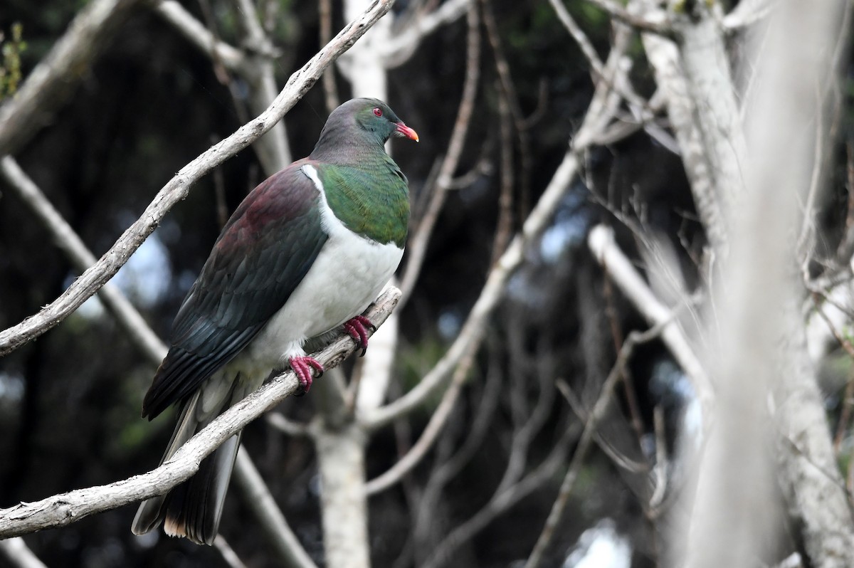 New Zealand Pigeon - ML616038071