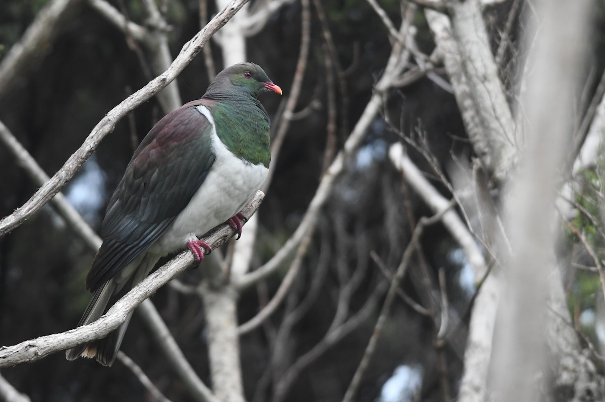 New Zealand Pigeon - ML616038072