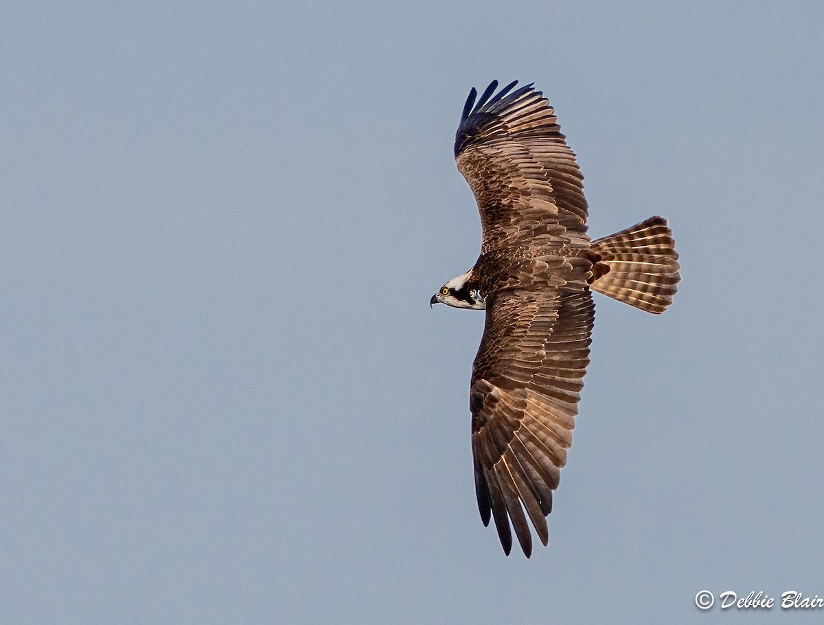 Águila Pescadora - ML616038129