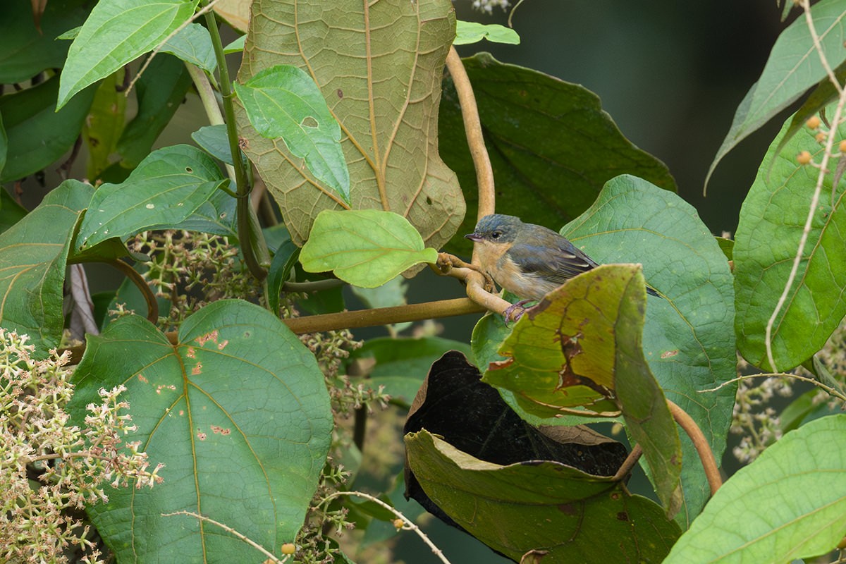 Rusty Flowerpiercer - ML616038136