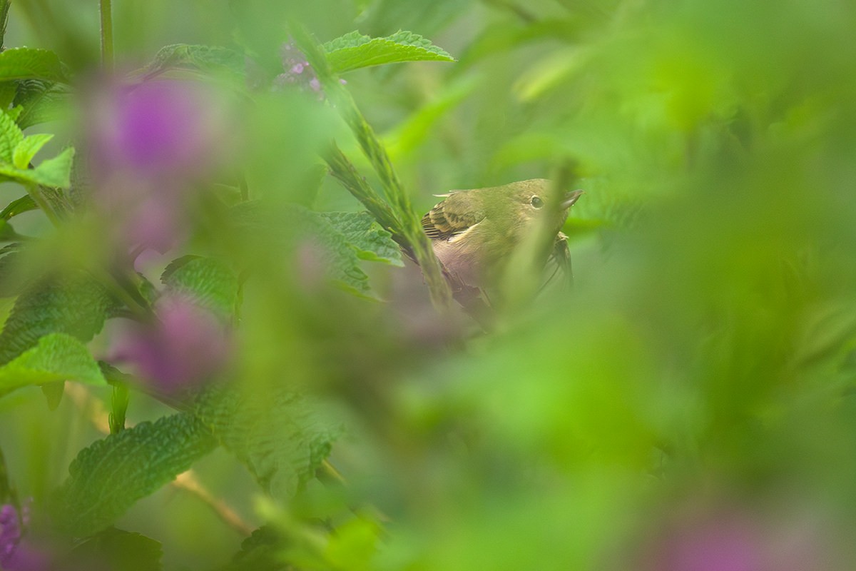 Rusty Flowerpiercer - ML616038137