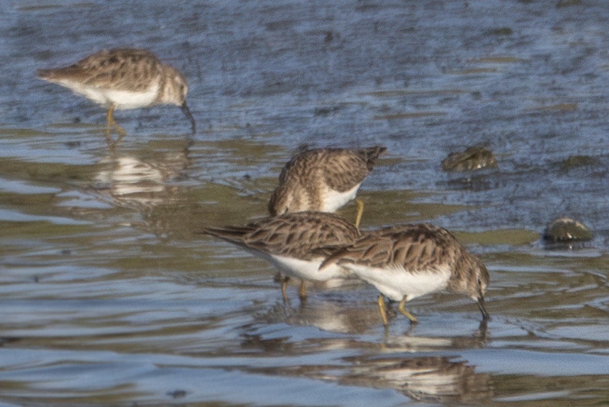 Least Sandpiper - ML616038148