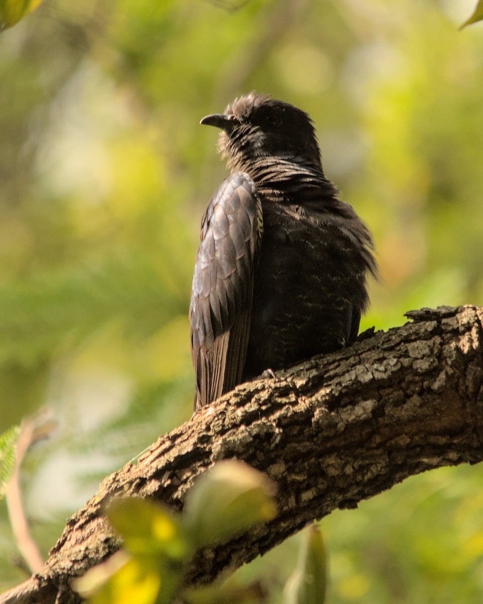 Black Cuckoo - ML616038155