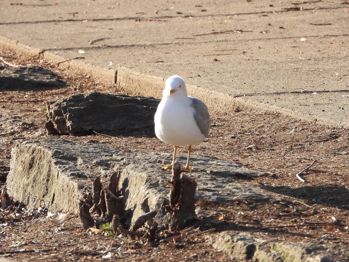 Ring-billed Gull - ML616038210