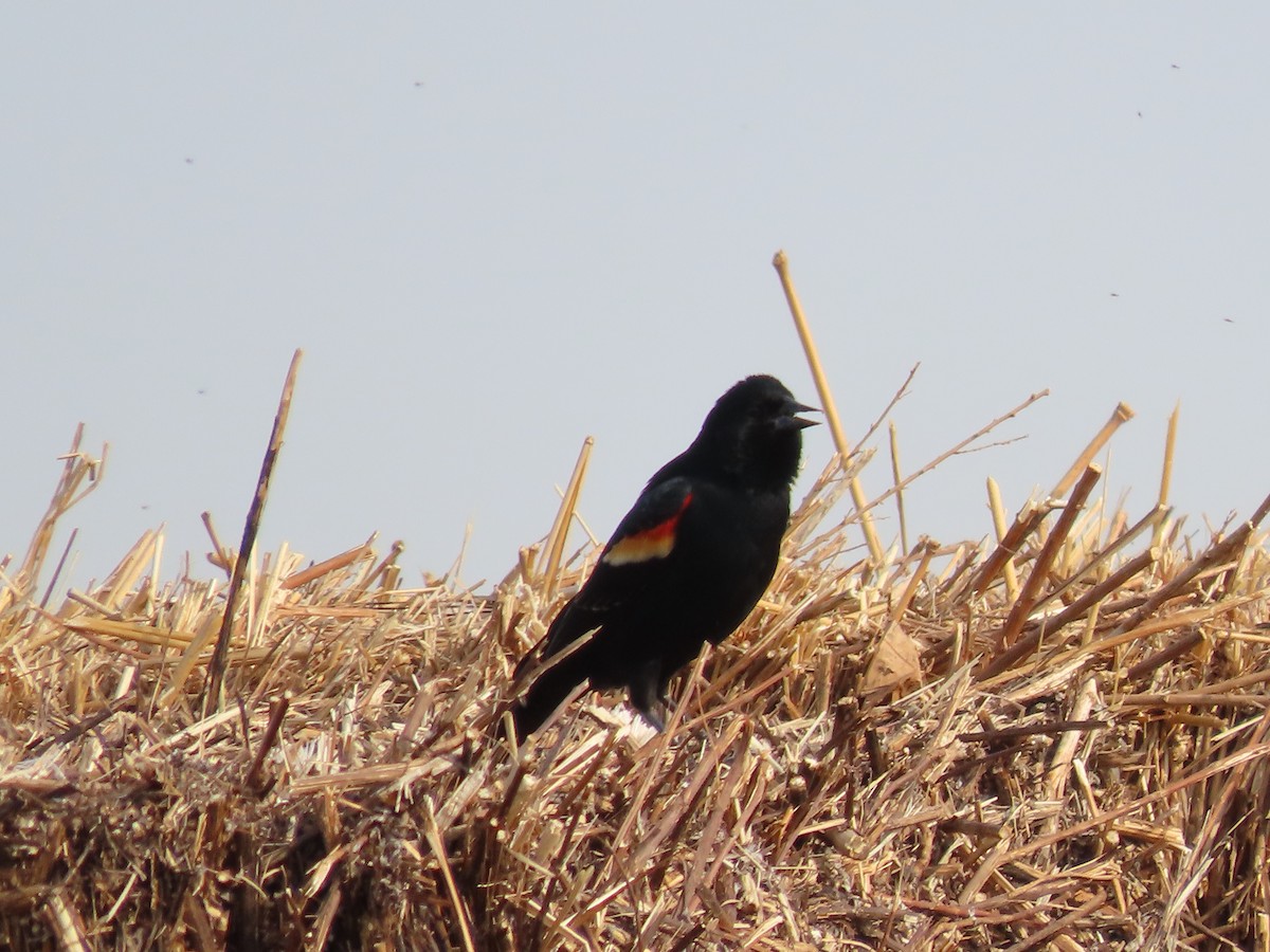 Red-winged Blackbird - ML616038217