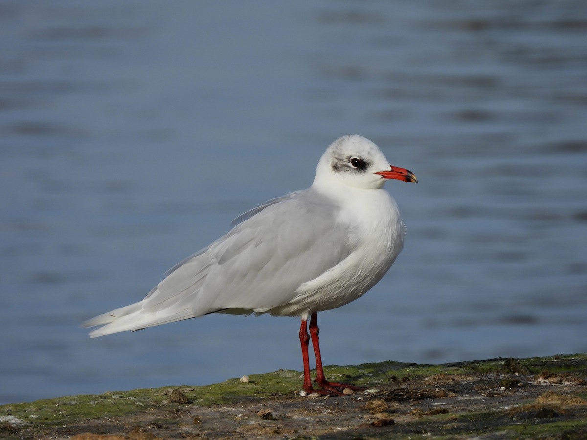 Mouette mélanocéphale - ML616038219