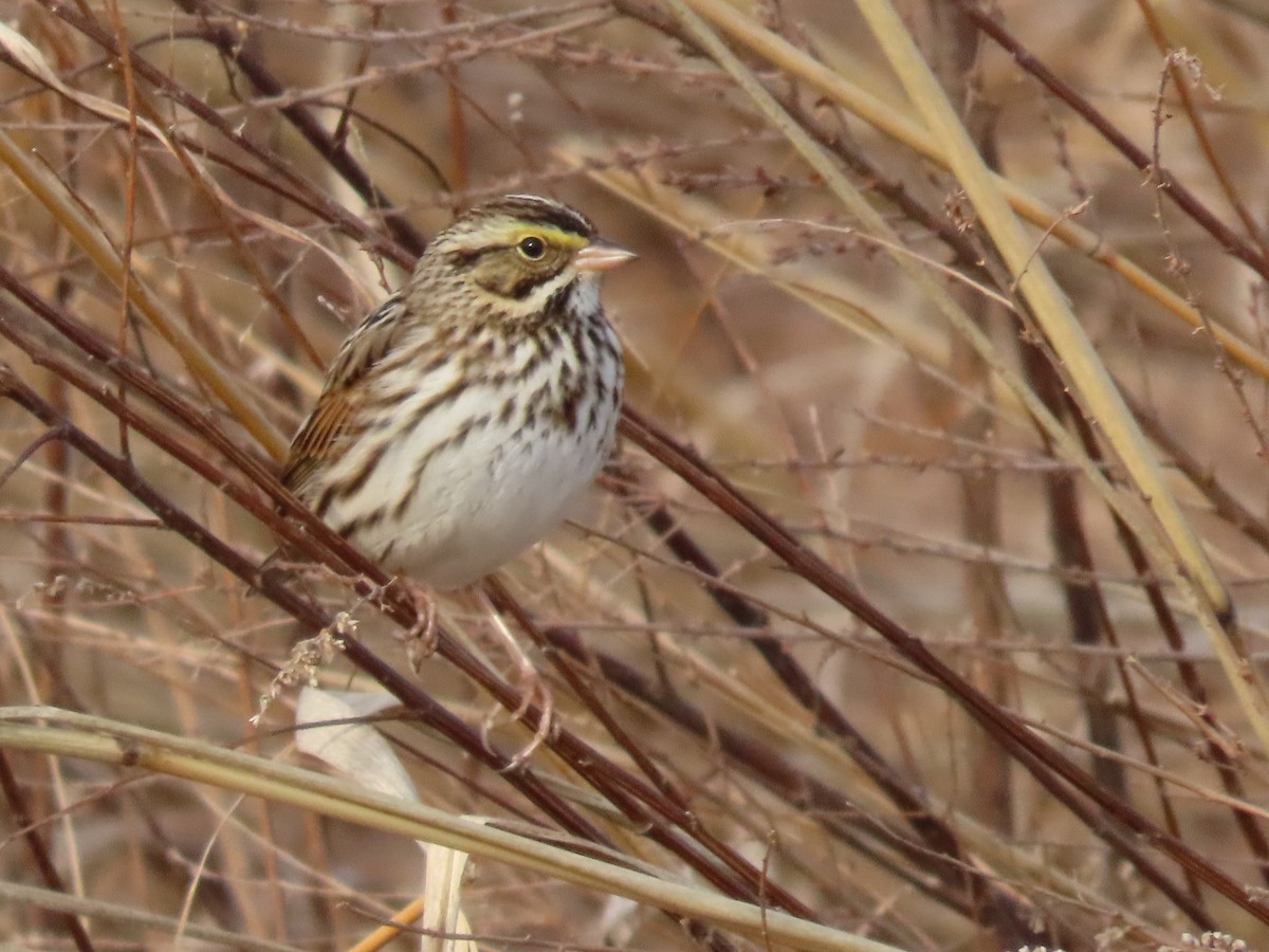 Savannah Sparrow - ML616038221