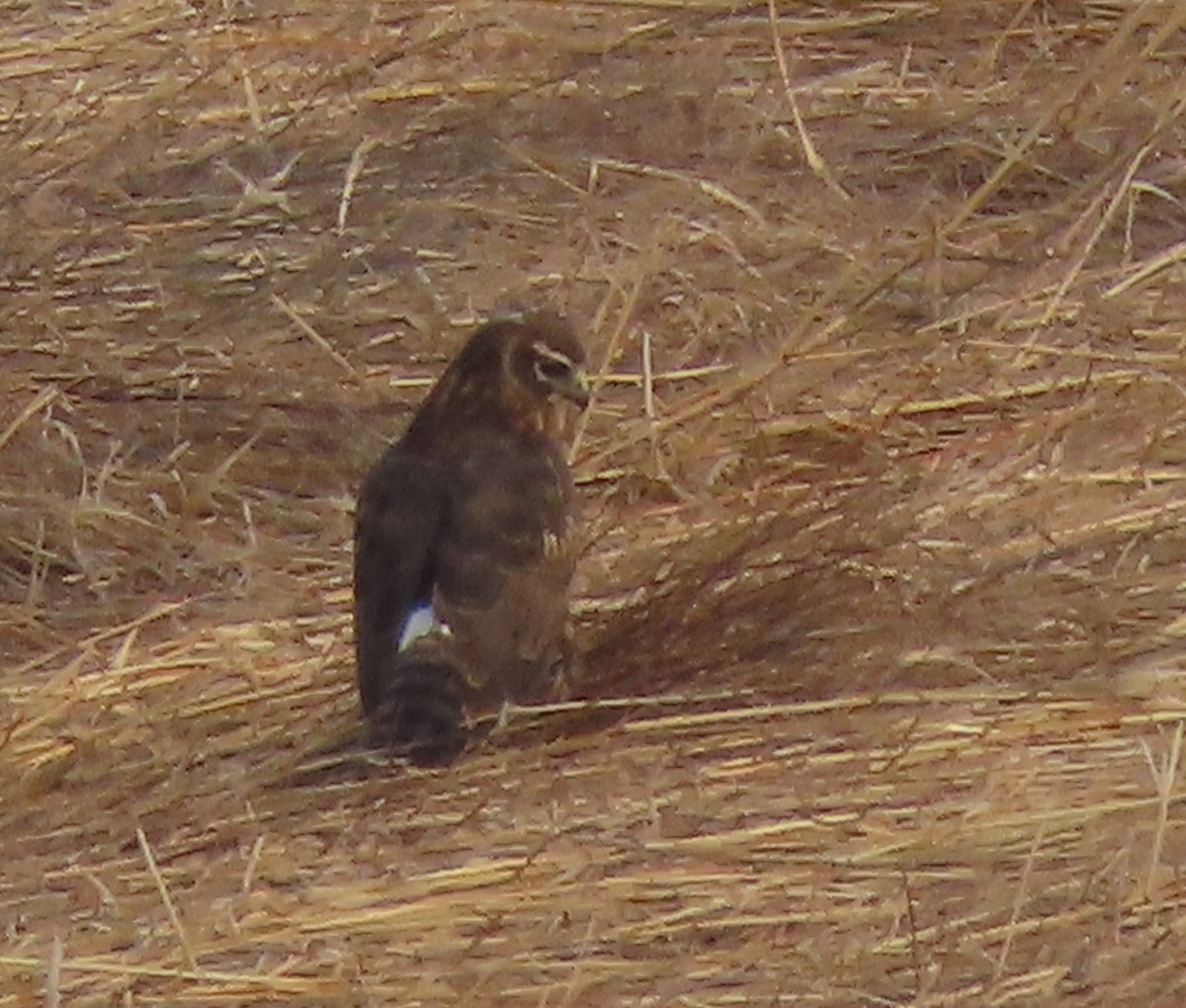 Northern Harrier - ML616038230