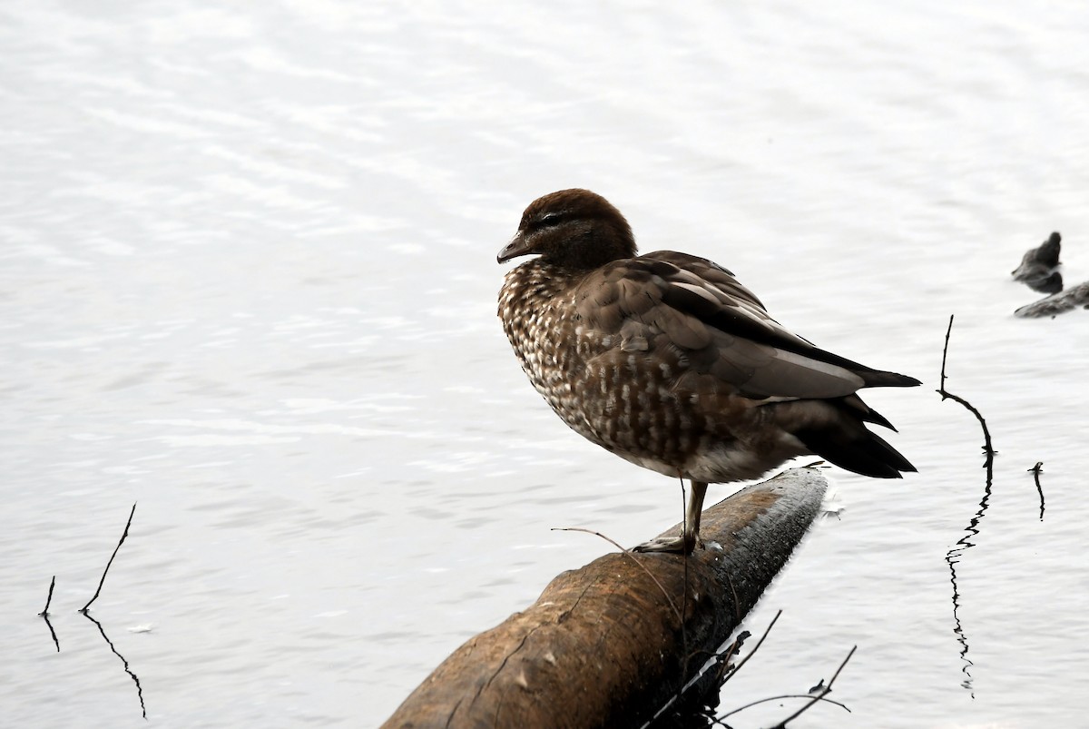 Canard à crinière - ML616038306