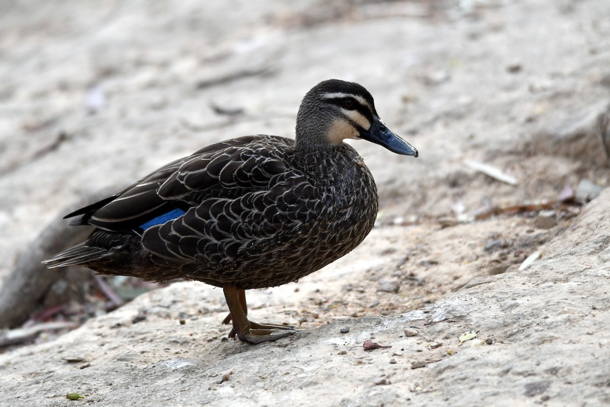 Canard à sourcils - ML616038312