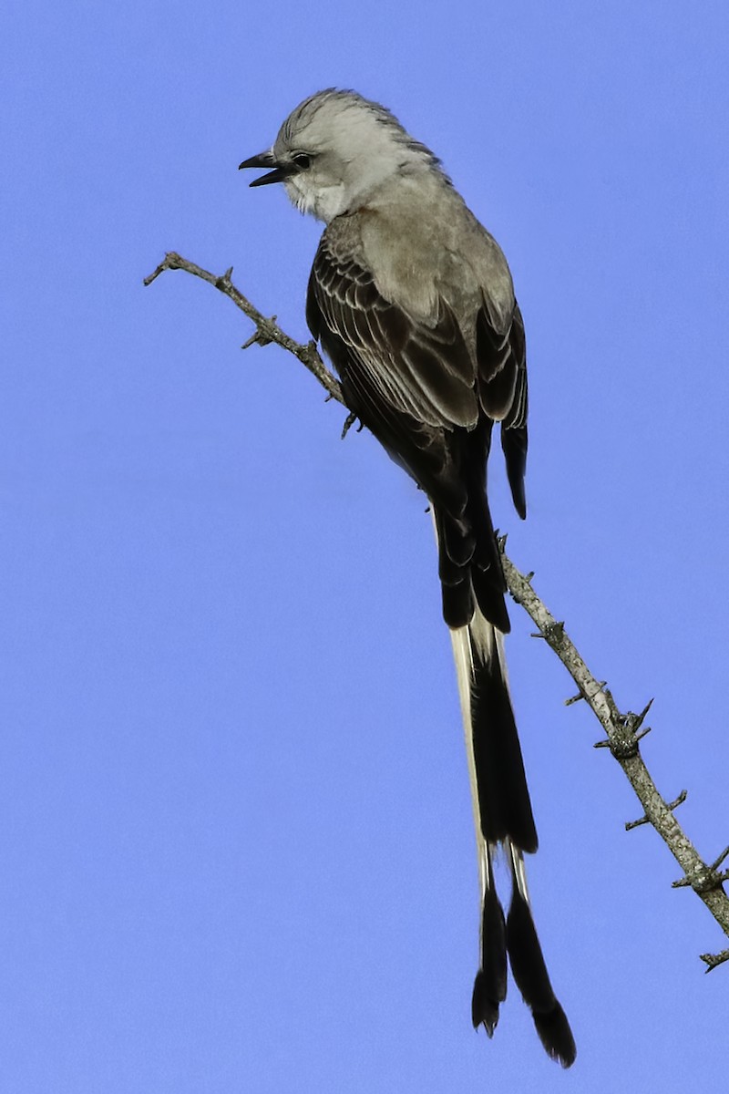Scissor-tailed Flycatcher - Mike Smith