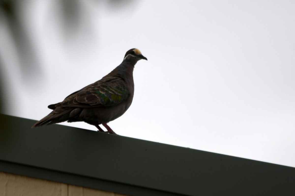 Common Bronzewing - ML616038323