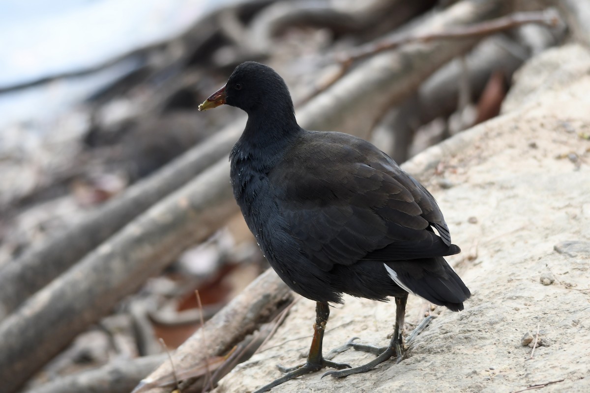 Dusky Moorhen - ML616038363