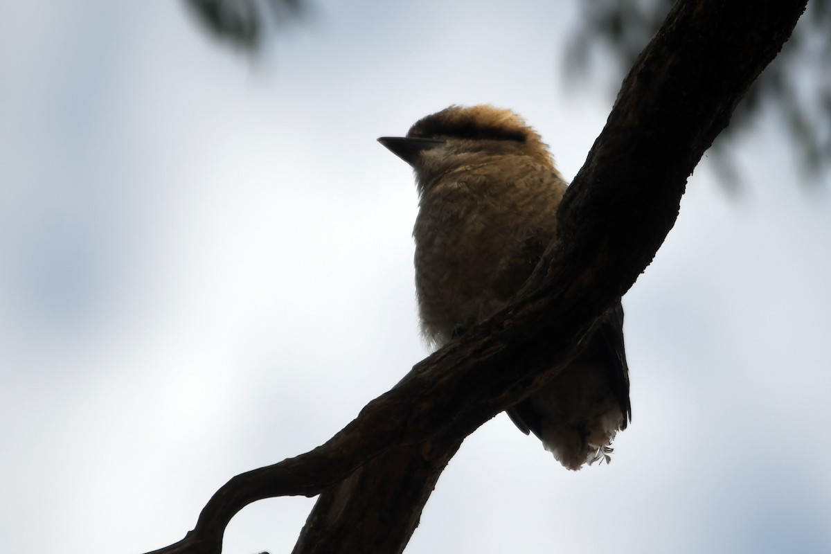 Laughing Kookaburra - ML616038400