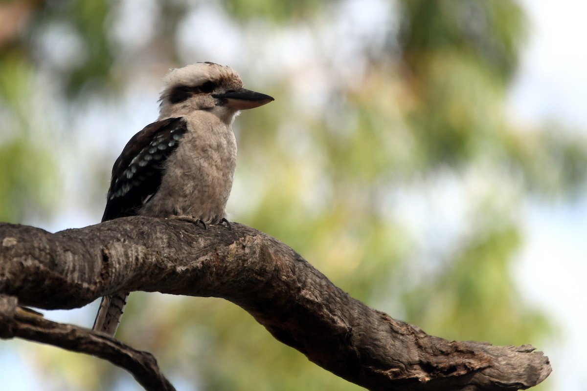 Laughing Kookaburra - Isabel Apkarian