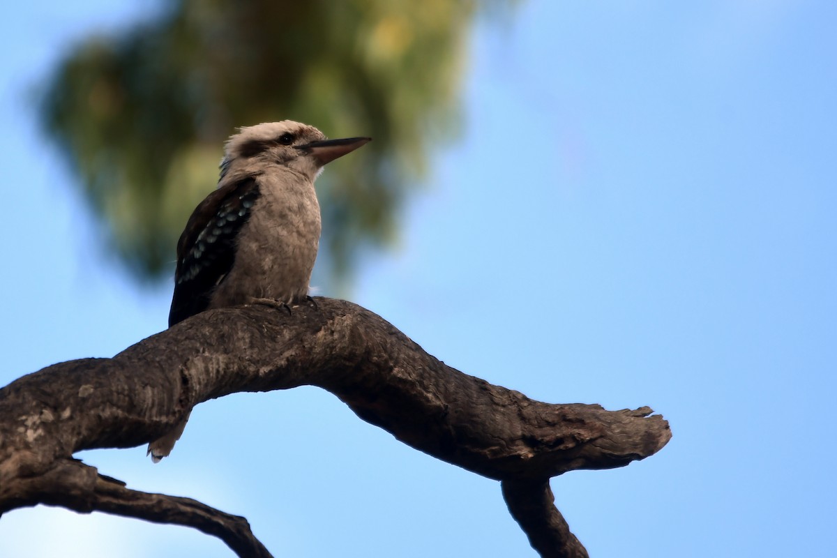 Laughing Kookaburra - ML616038404