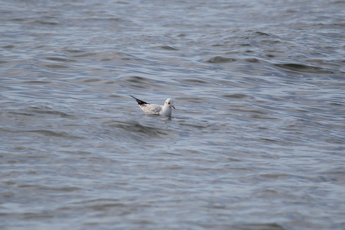 Mouette rieuse - ML616038406