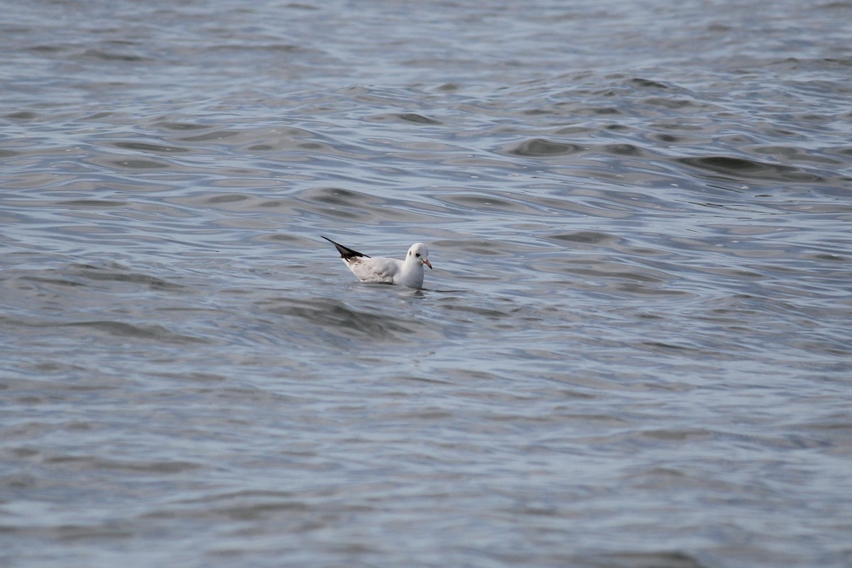 Black-headed Gull - ML616038406