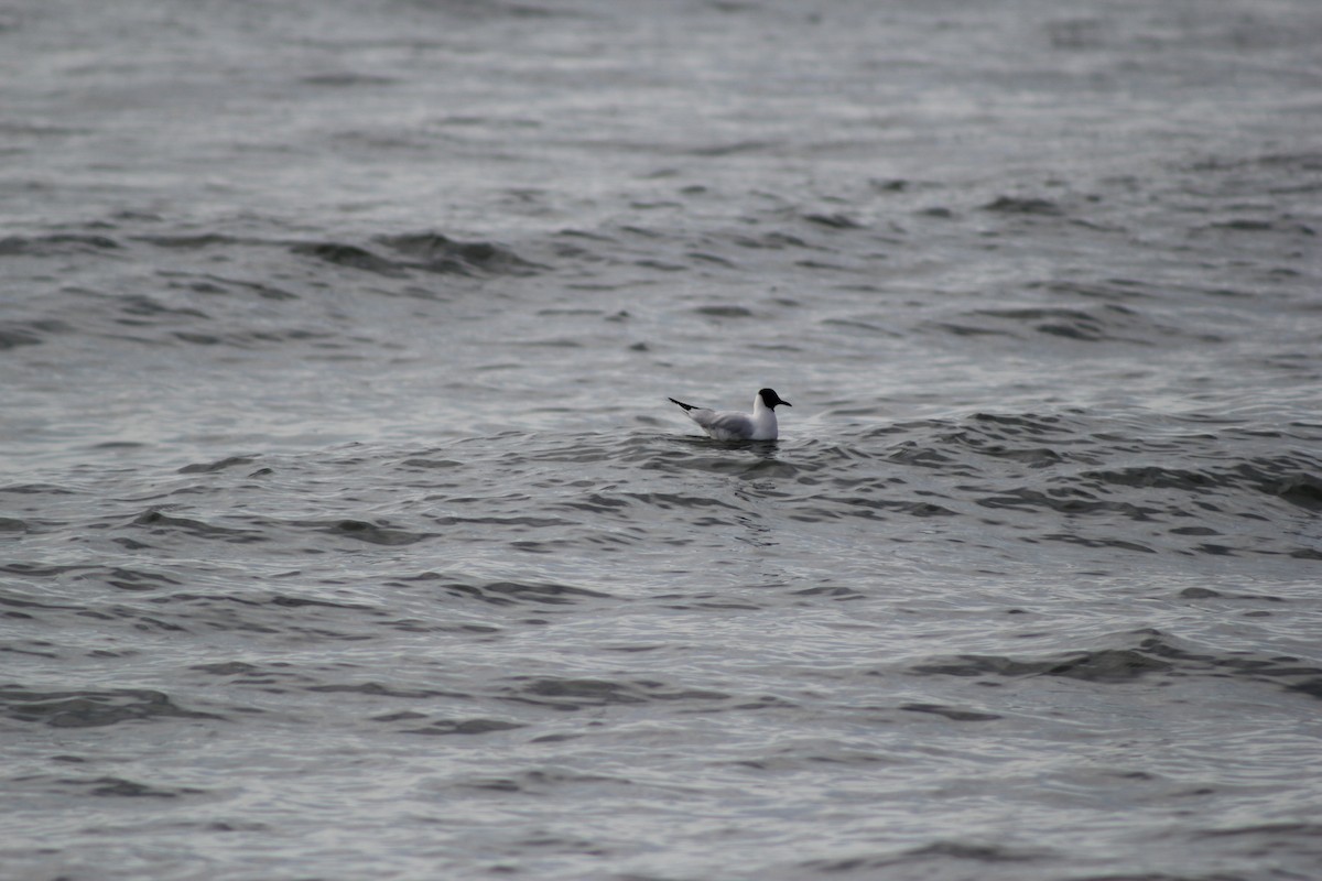 Black-headed Gull - ML616038408