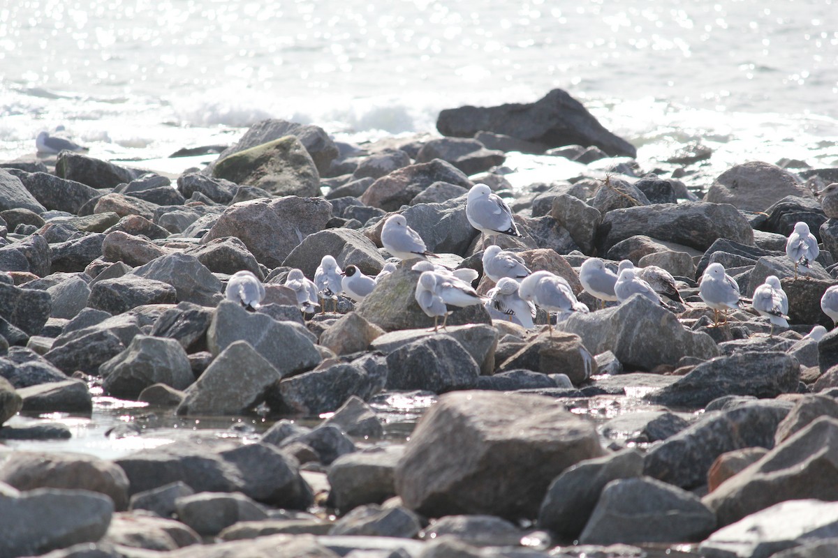 Mouette rieuse - ML616038410