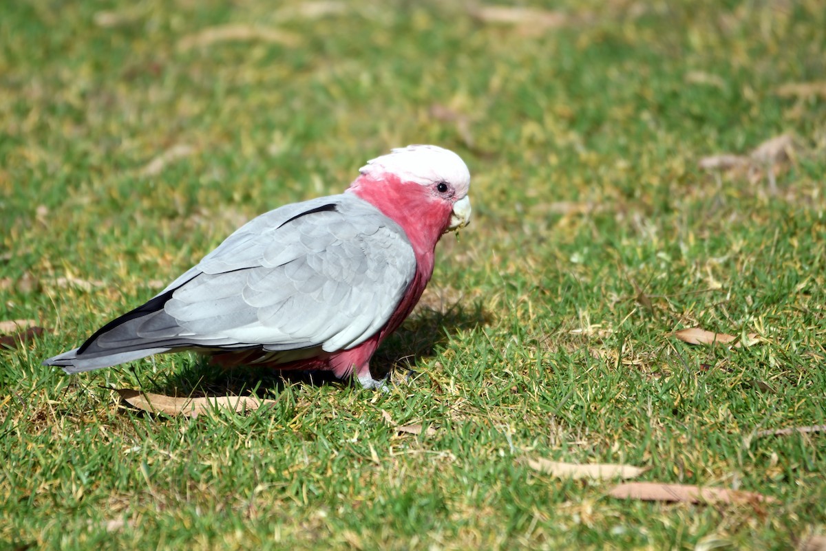 Cacatúa Galah - ML616038418