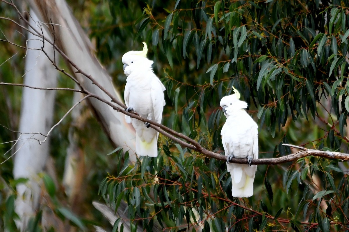 Sulphur-crested Cockatoo - ML616038427