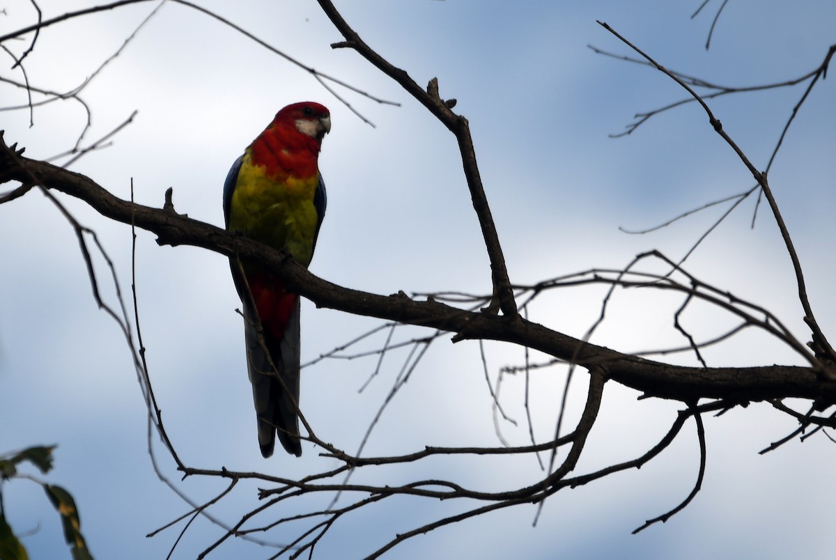 Eastern Rosella - ML616038437