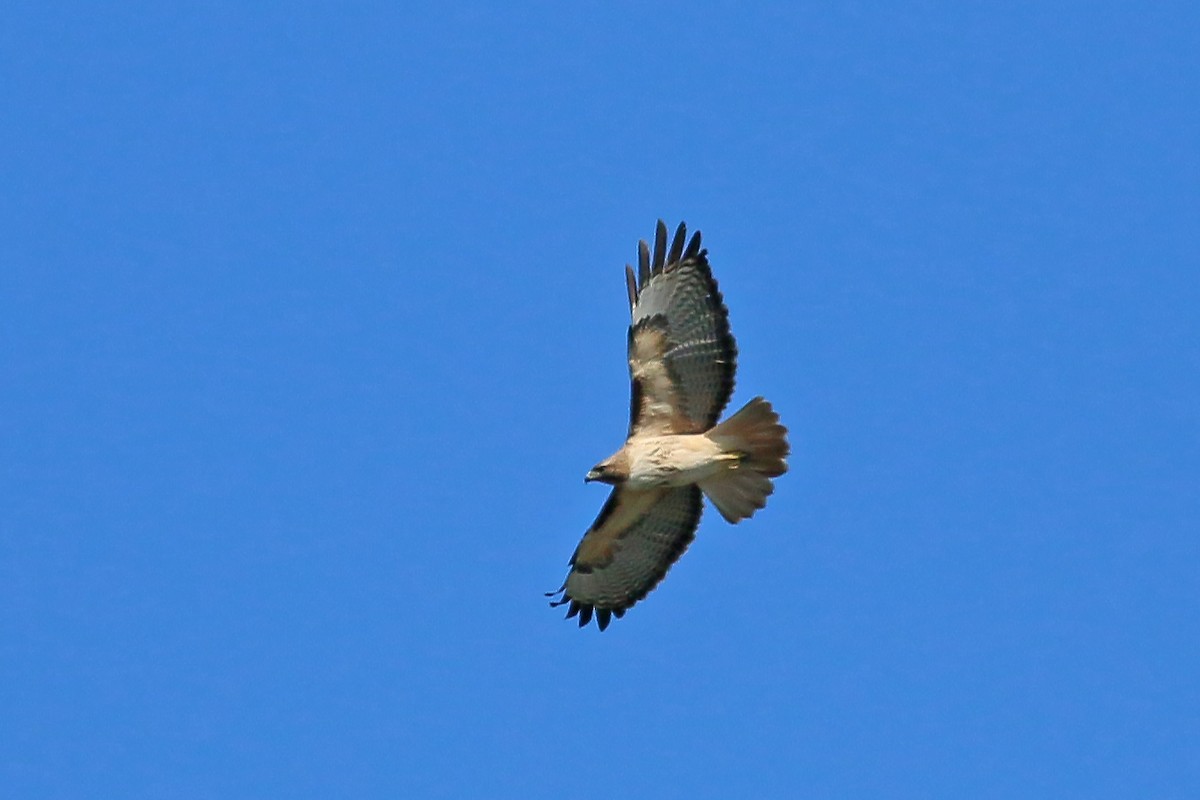 Red-tailed Hawk - ML616038439
