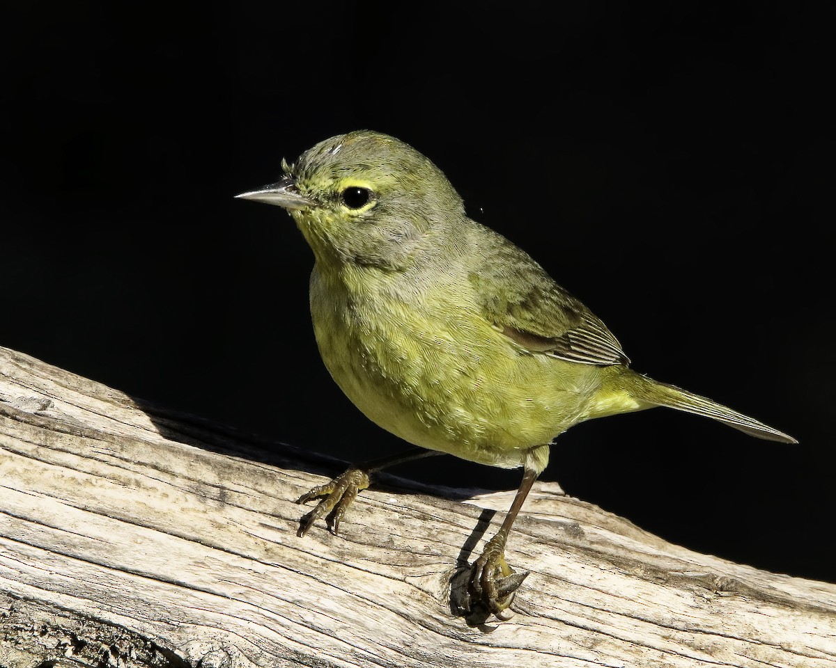 Orange-crowned Warbler - Mike Smith