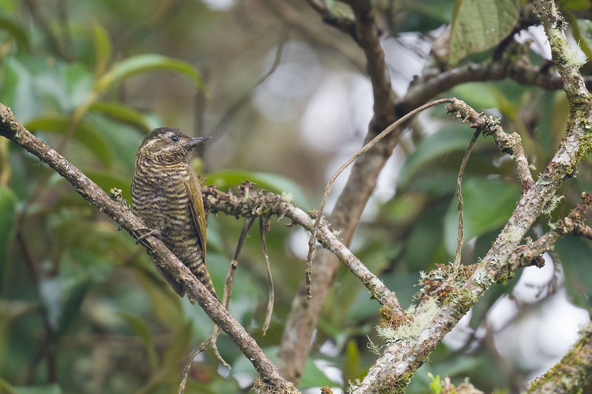 Bar-bellied Woodpecker - Génesis Lopez - Magic Birding Tours