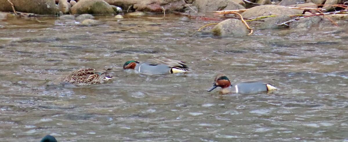 Green-winged Teal - ML616038544