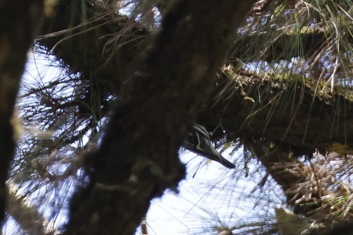 Black-and-white Warbler - Larry Therrien