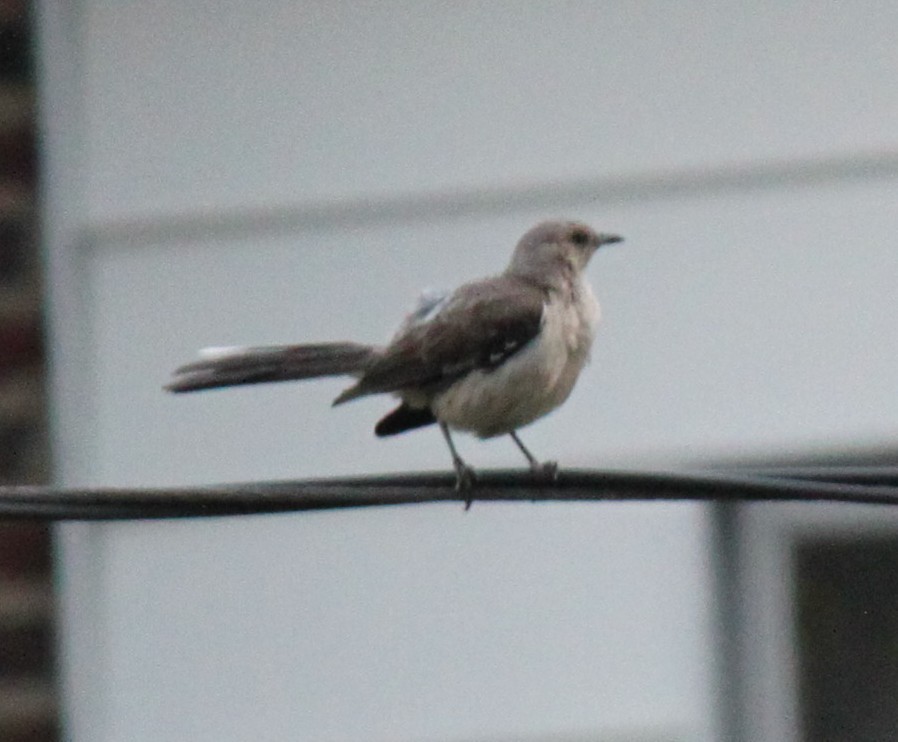 Northern Mockingbird - ML616038576