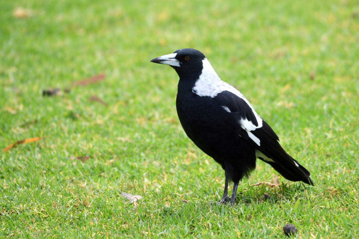 Australian Magpie - ML616038602