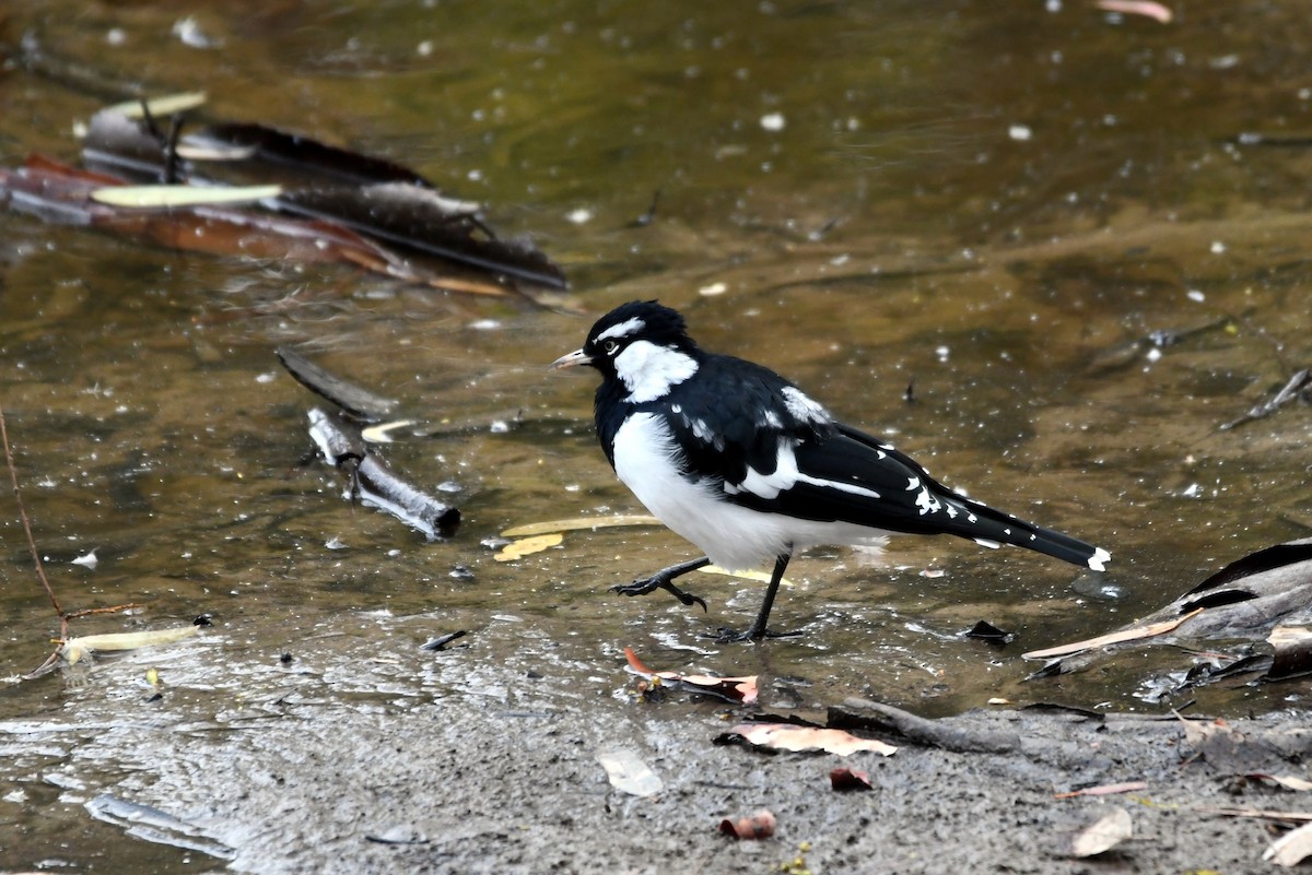 Magpie-lark - ML616038610